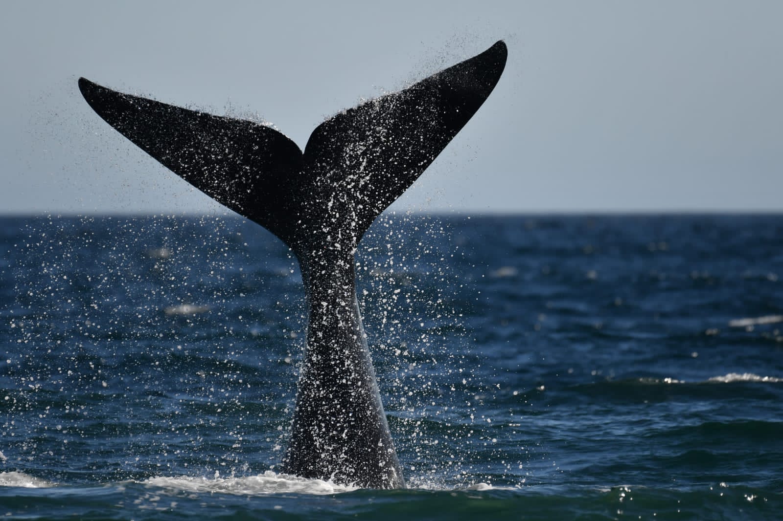 Whale watching 5